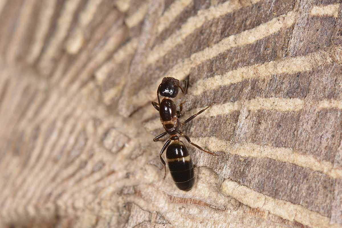 Camponotus truncatus, femmina errabonda